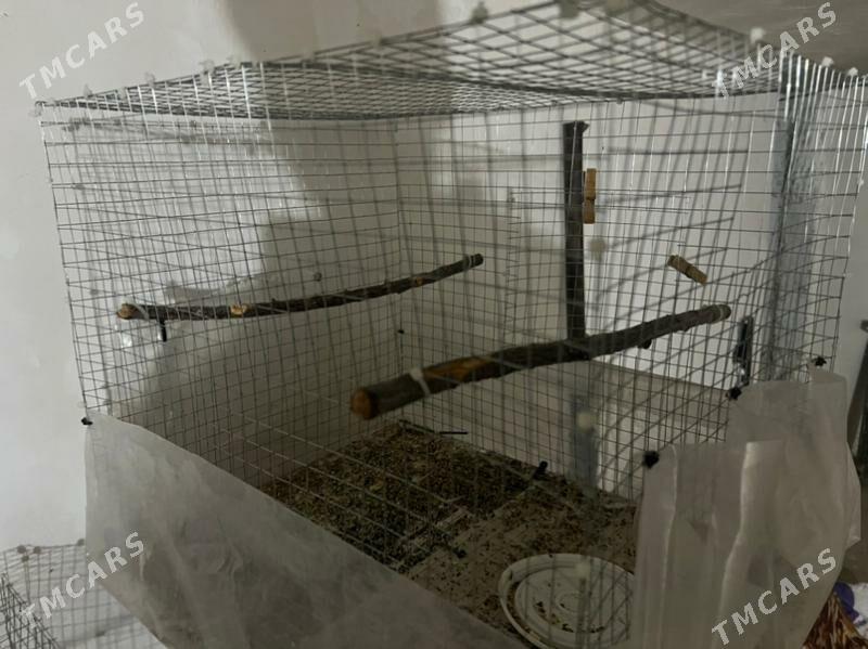 клетка - Туркменабат - img 2