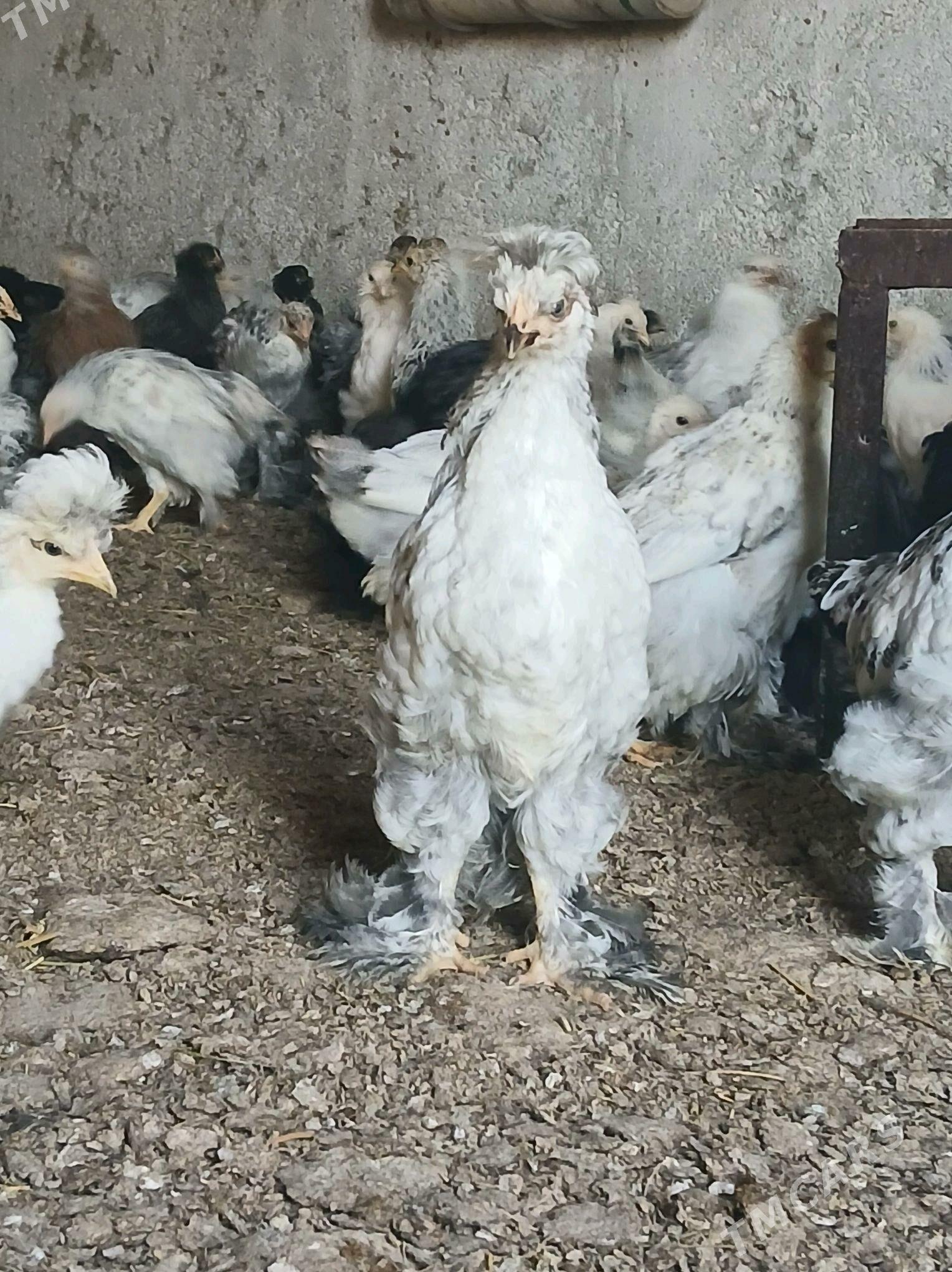 brama jüje - Анев - img 2