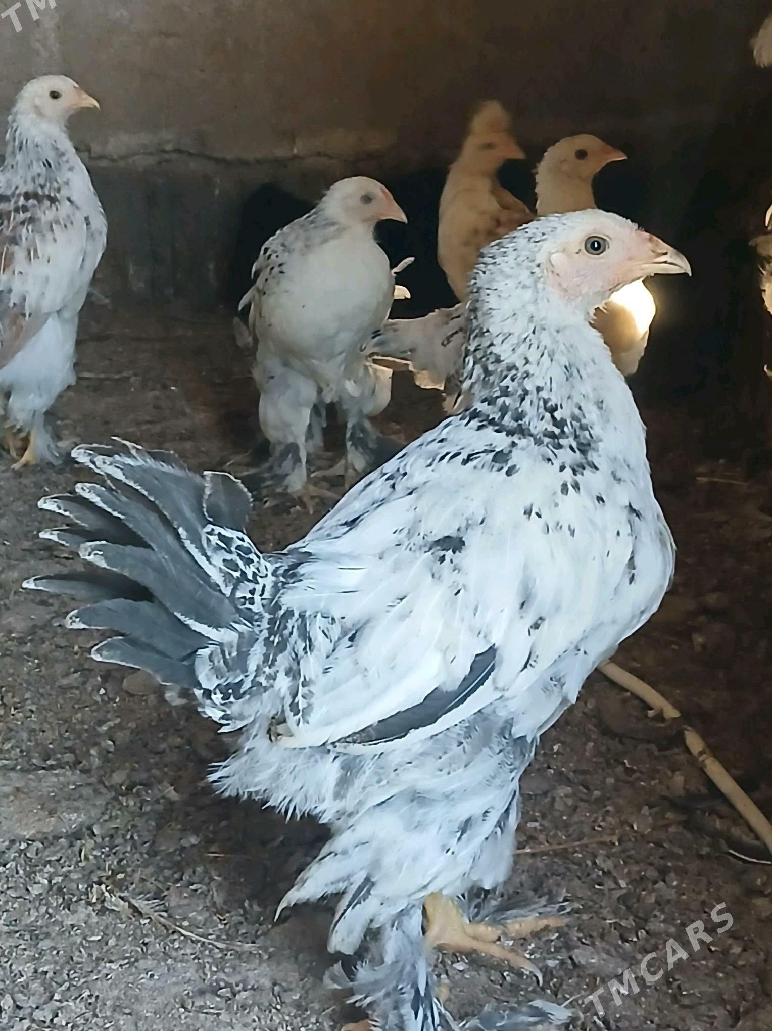 brama jüje - Анев - img 1