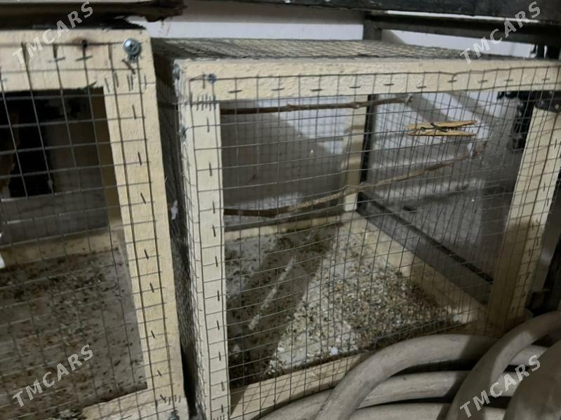 клетка - Туркменабат - img 6