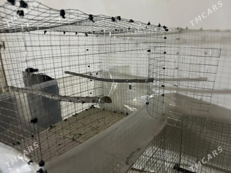 клетка - Туркменабат - img 1