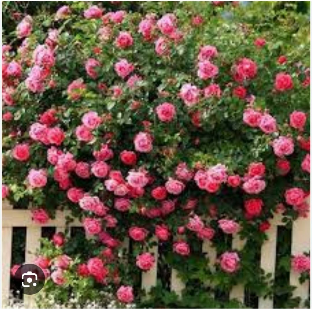 плитисти розы айсберг - Balkanabat - img 3