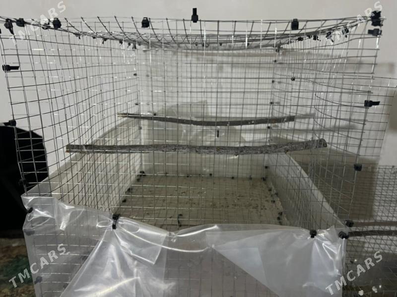 клетка - Туркменабат - img 7