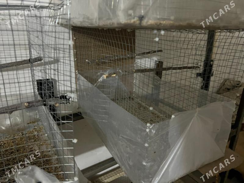 клетка - Туркменабат - img 3