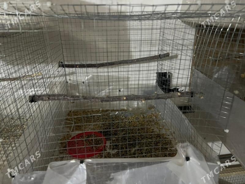 клетка - Туркменабат - img 4