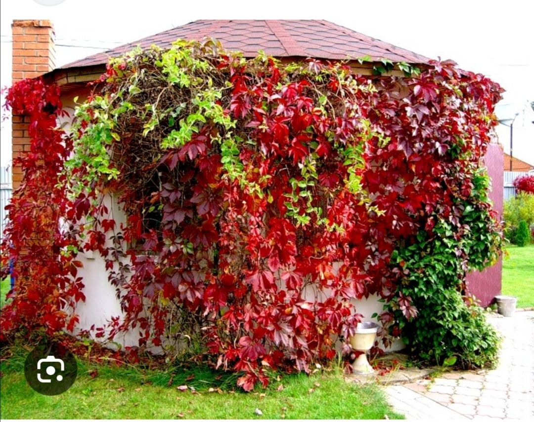 плитисти розы айсберг - Balkanabat - img 5