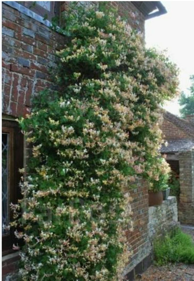 плитисти розы айсберг - Balkanabat - img 6