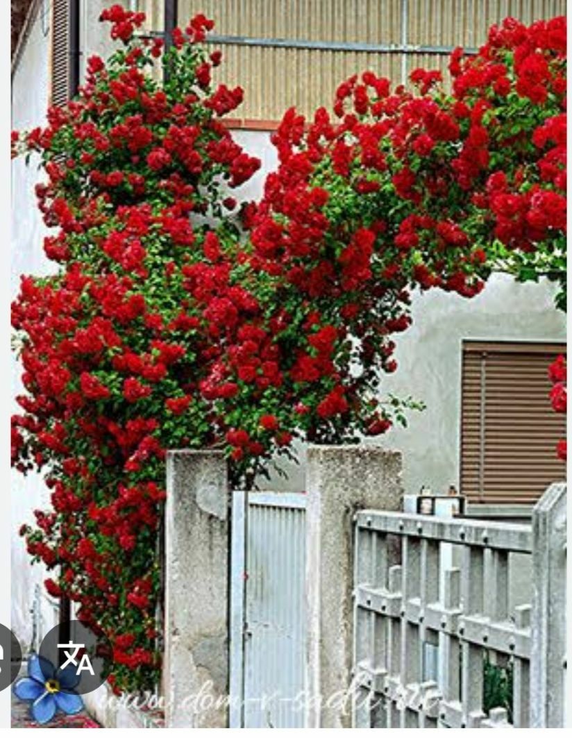 плитисти розы айсберг - Balkanabat - img 2