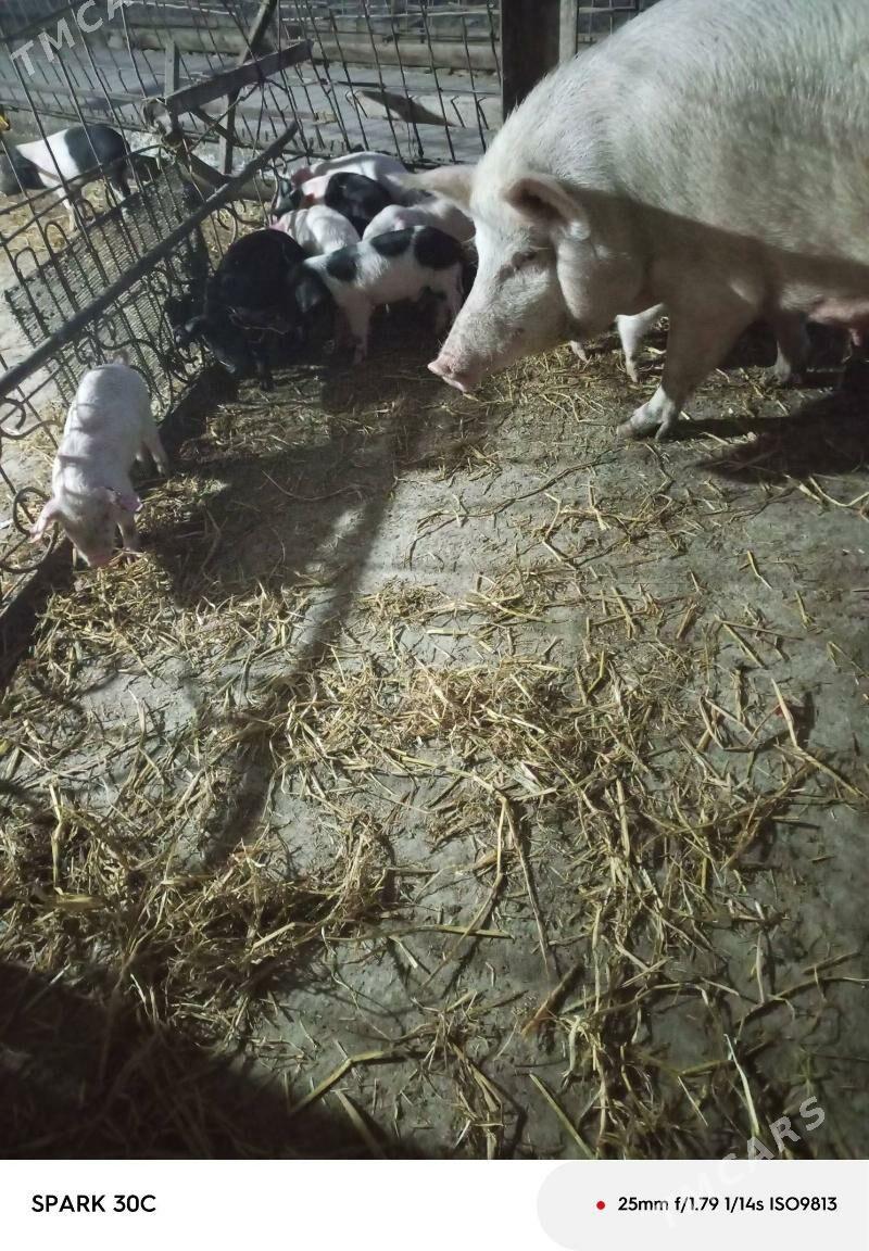 Doňuz - Чарджоу - img 8