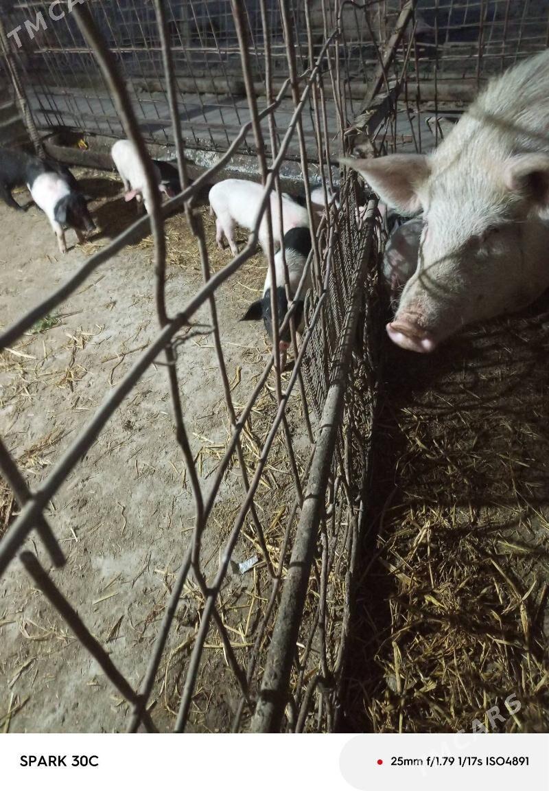 Doňuz - Чарджоу - img 4