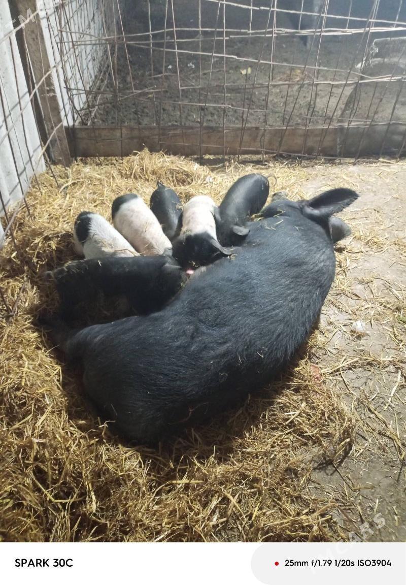 Doňuz - Чарджоу - img 5