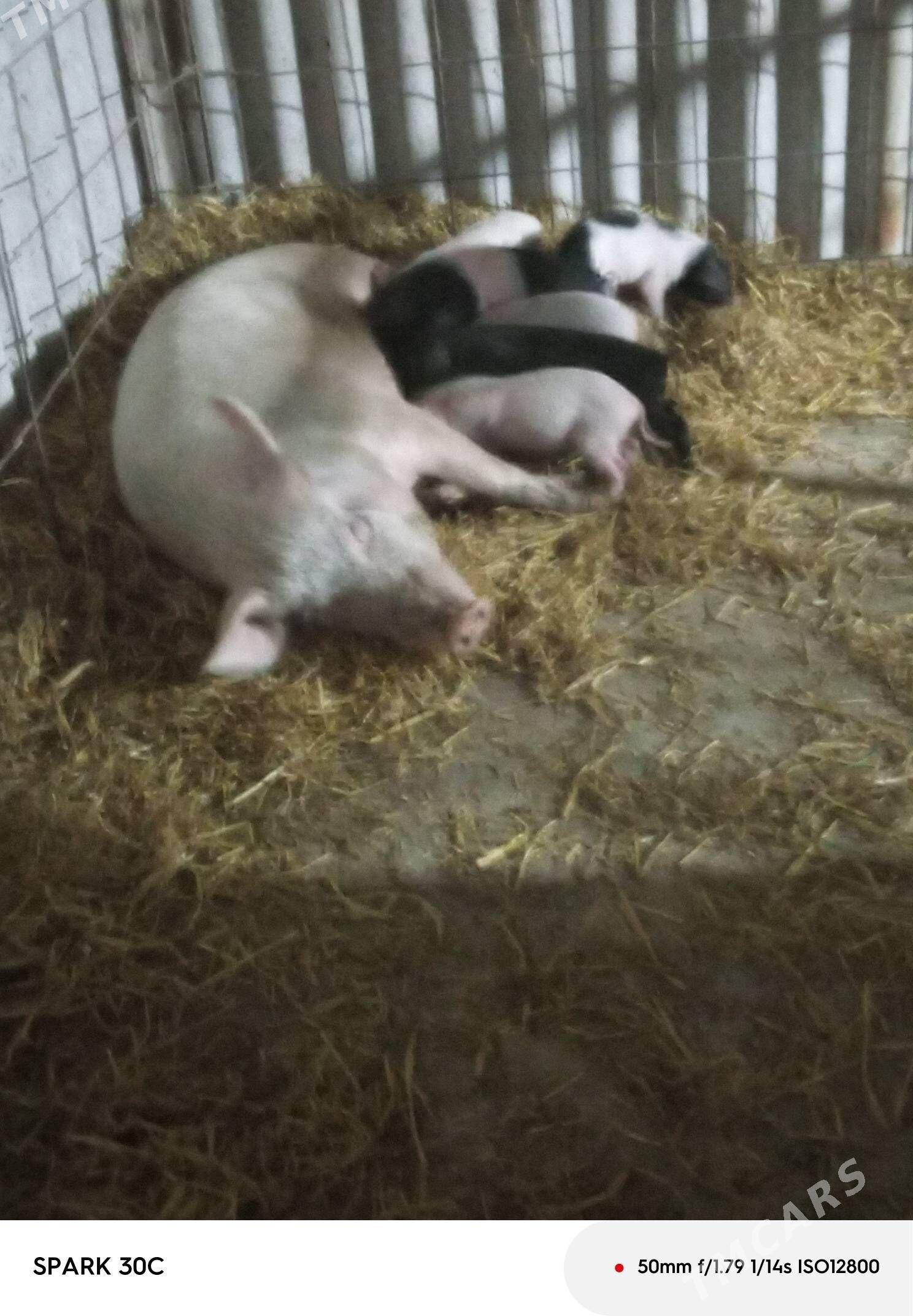 Doňuz - Чарджоу - img 3