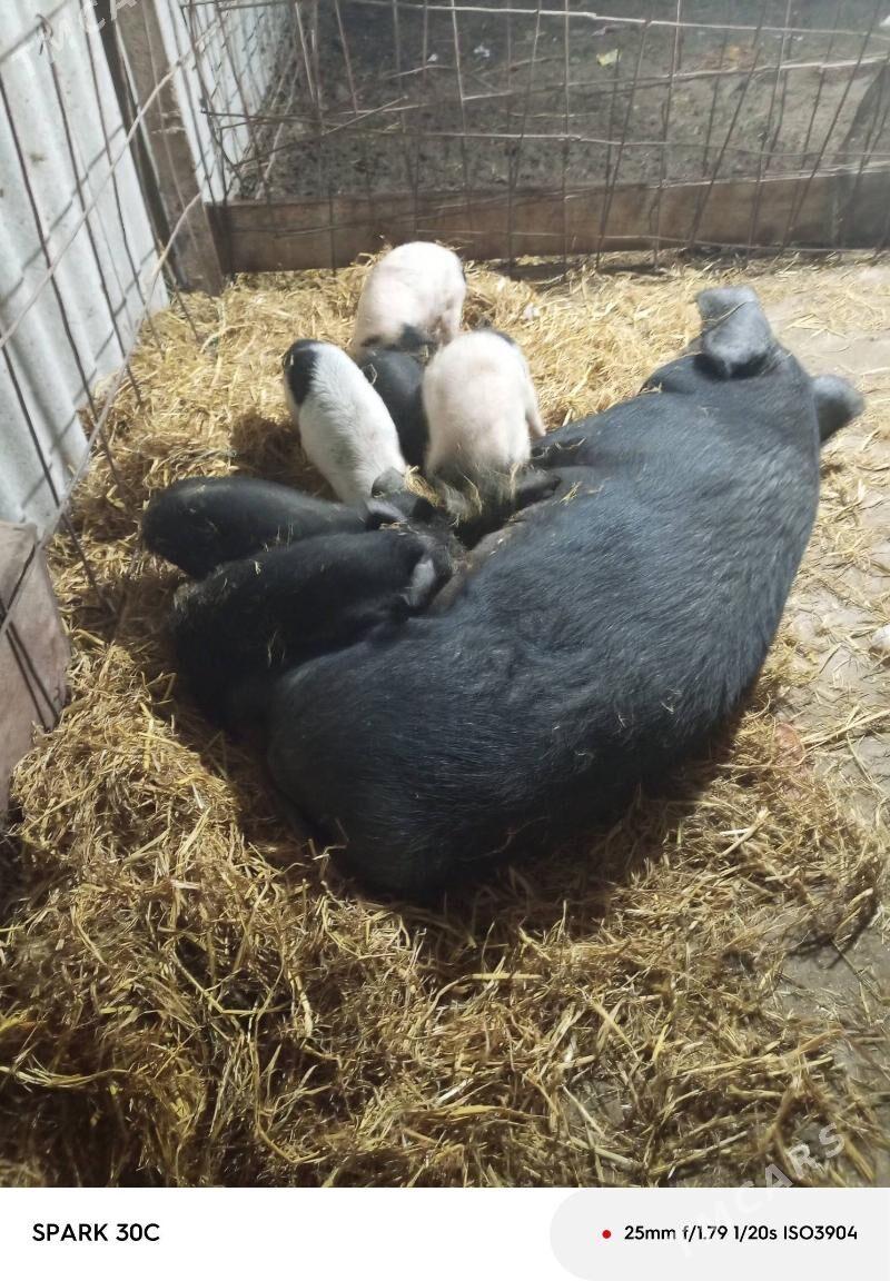 Doňuz - Чарджоу - img 6