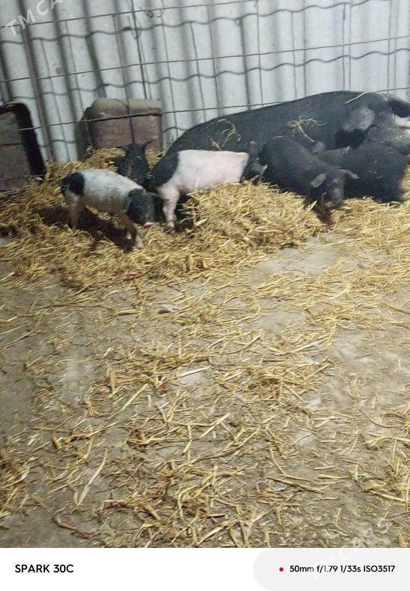 Doňuz - Чарджоу - img 2