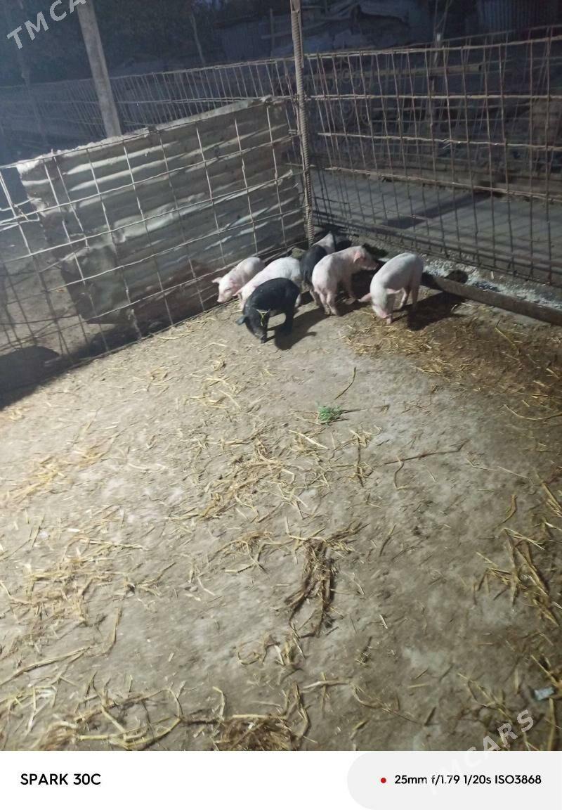 Doňuz - Чарджоу - img 7