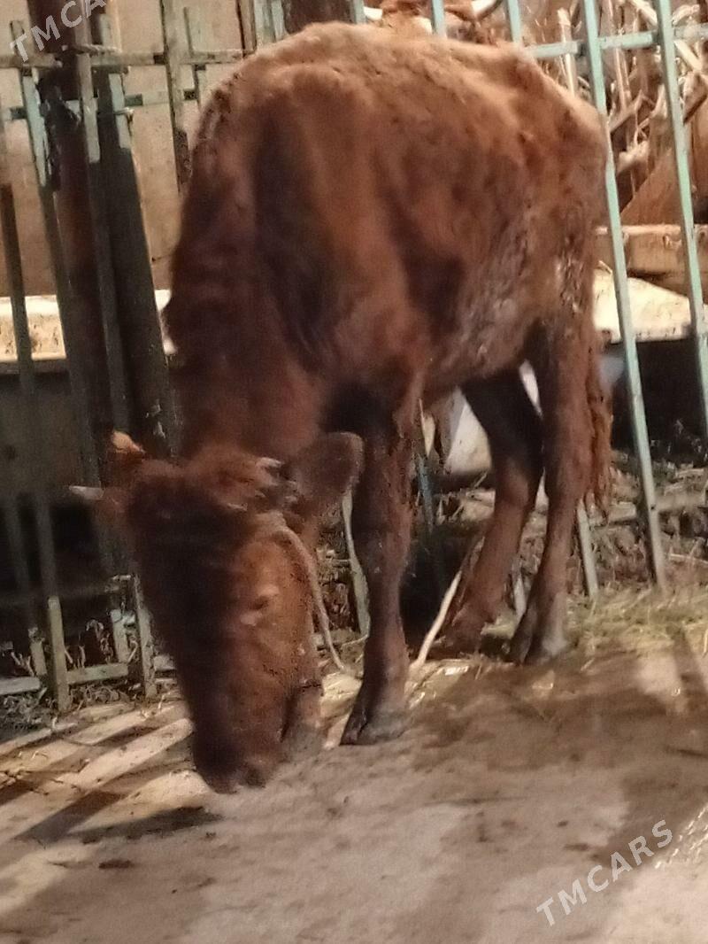 Okuz - Ашхабад - img 2