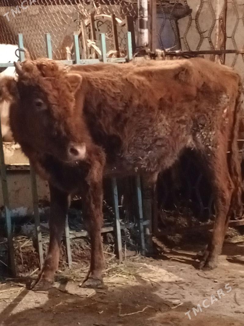 Okuz - Ашхабад - img 3