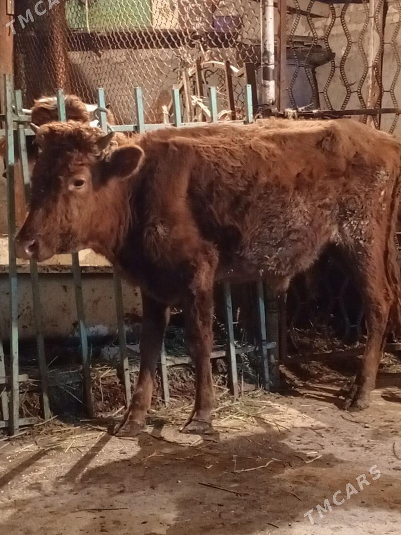 Okuz - Ашхабад - img 4