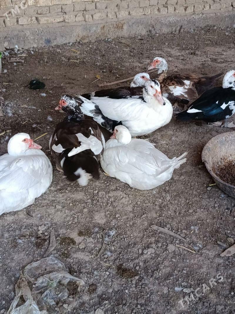 Indautga ordek - Murgap - img 8