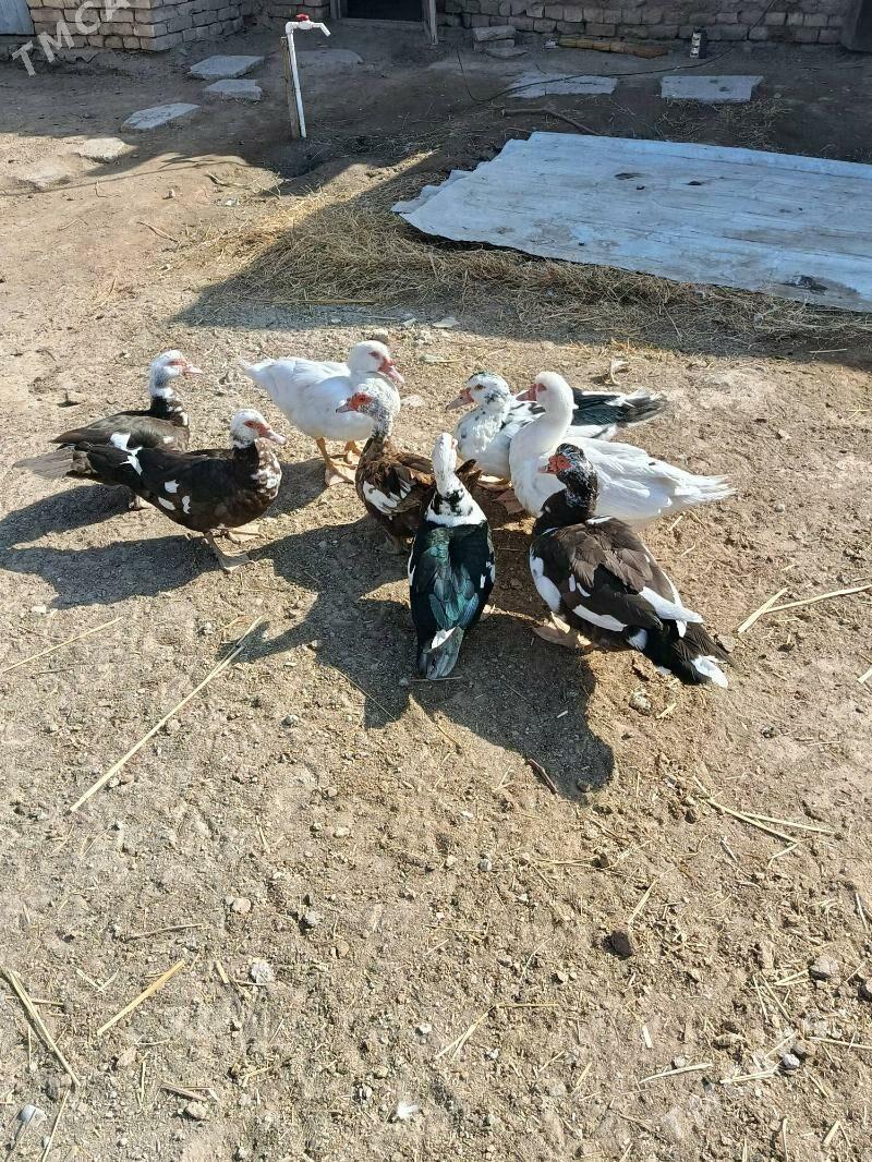 Indautga ordek - Murgap - img 10