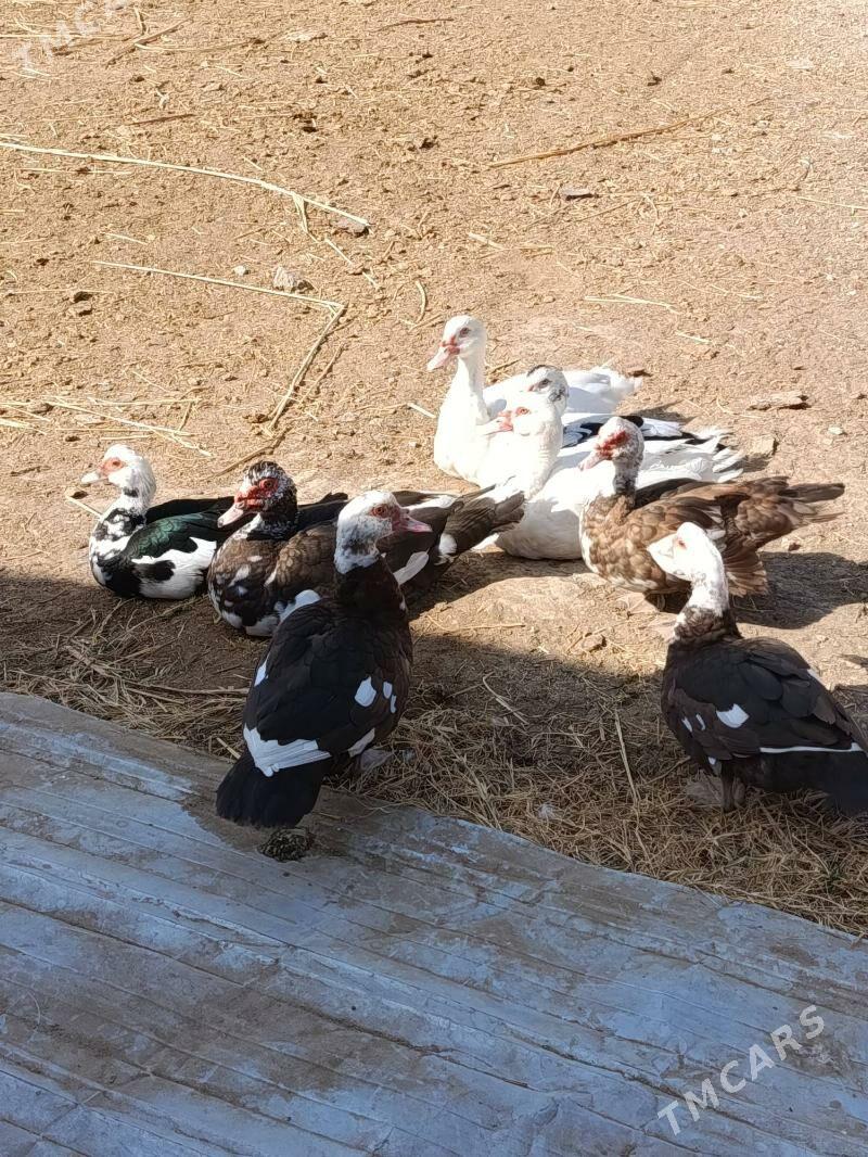 Indautga ordek - Murgap - img 3