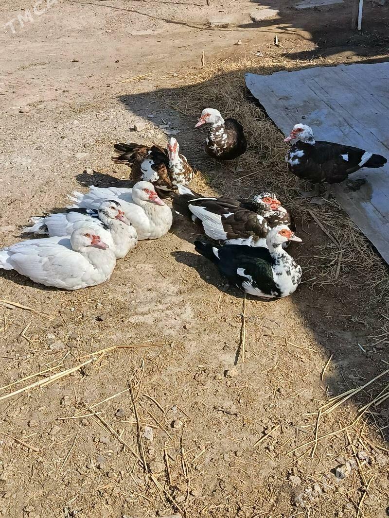 Indautga ordek - Murgap - img 5