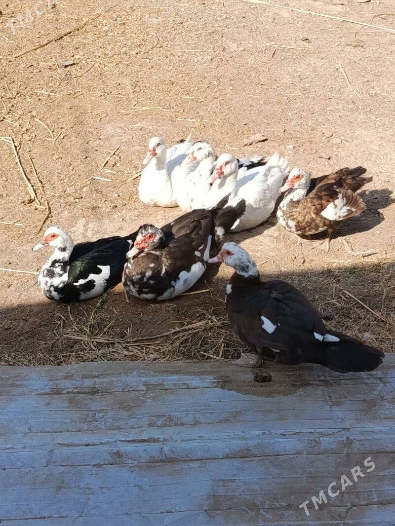 Indautga ordek - Murgap - img 2