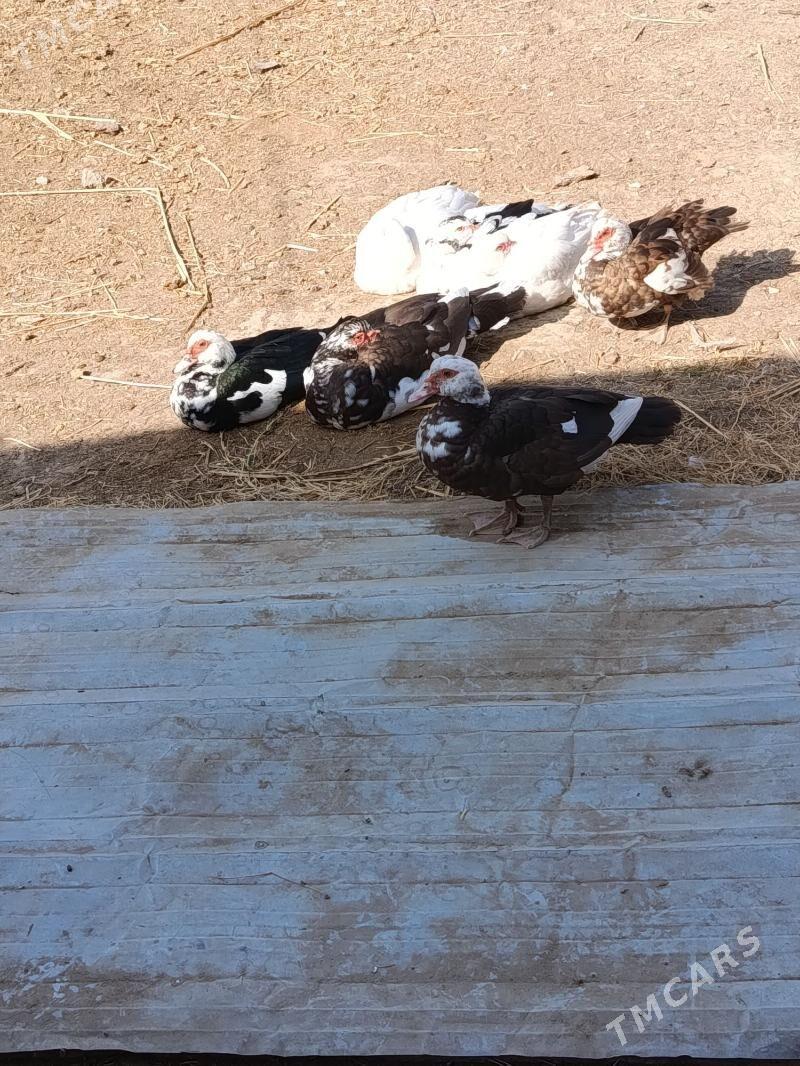 Indautga ordek - Murgap - img 1