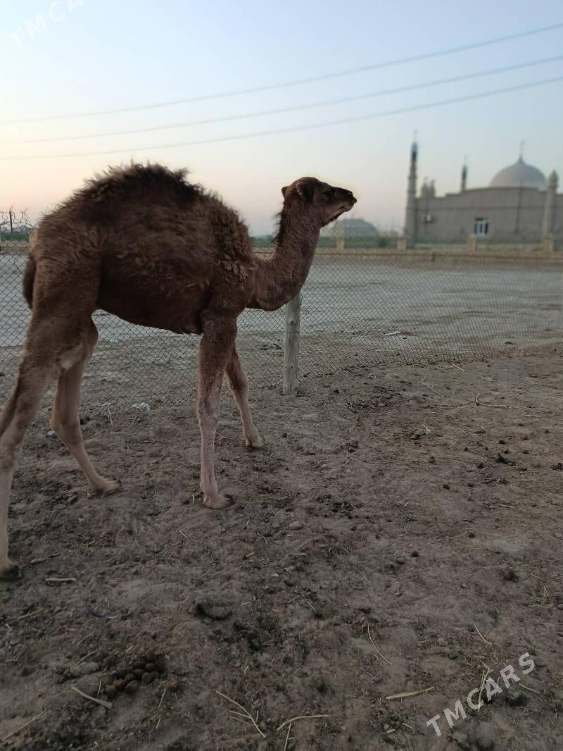 torum - Эсенгулы - img 3