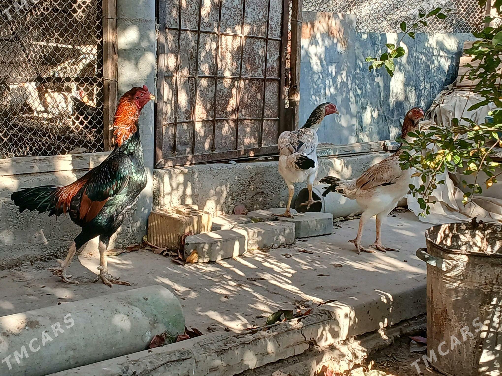 Taskent - Gypjak - img 1