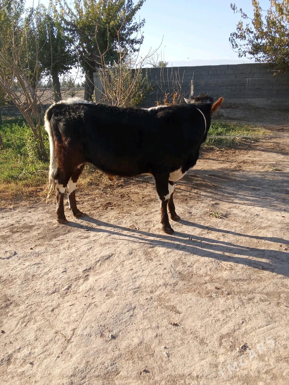 öküz - Büzmeýin - img 3