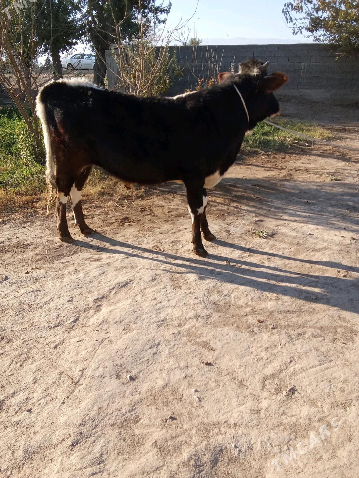 öküz - Büzmeýin - img 1