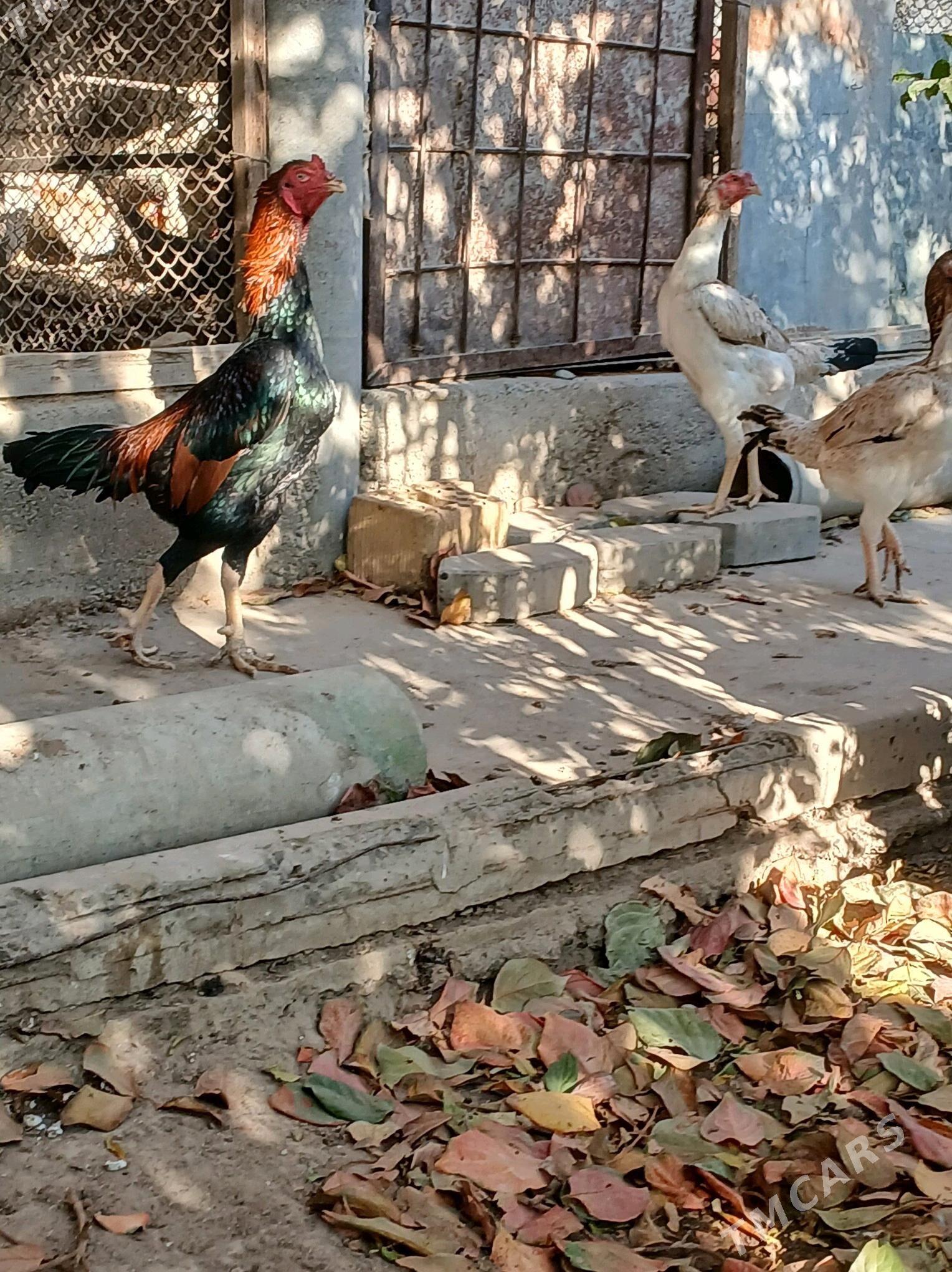 Taskent - Gypjak - img 2