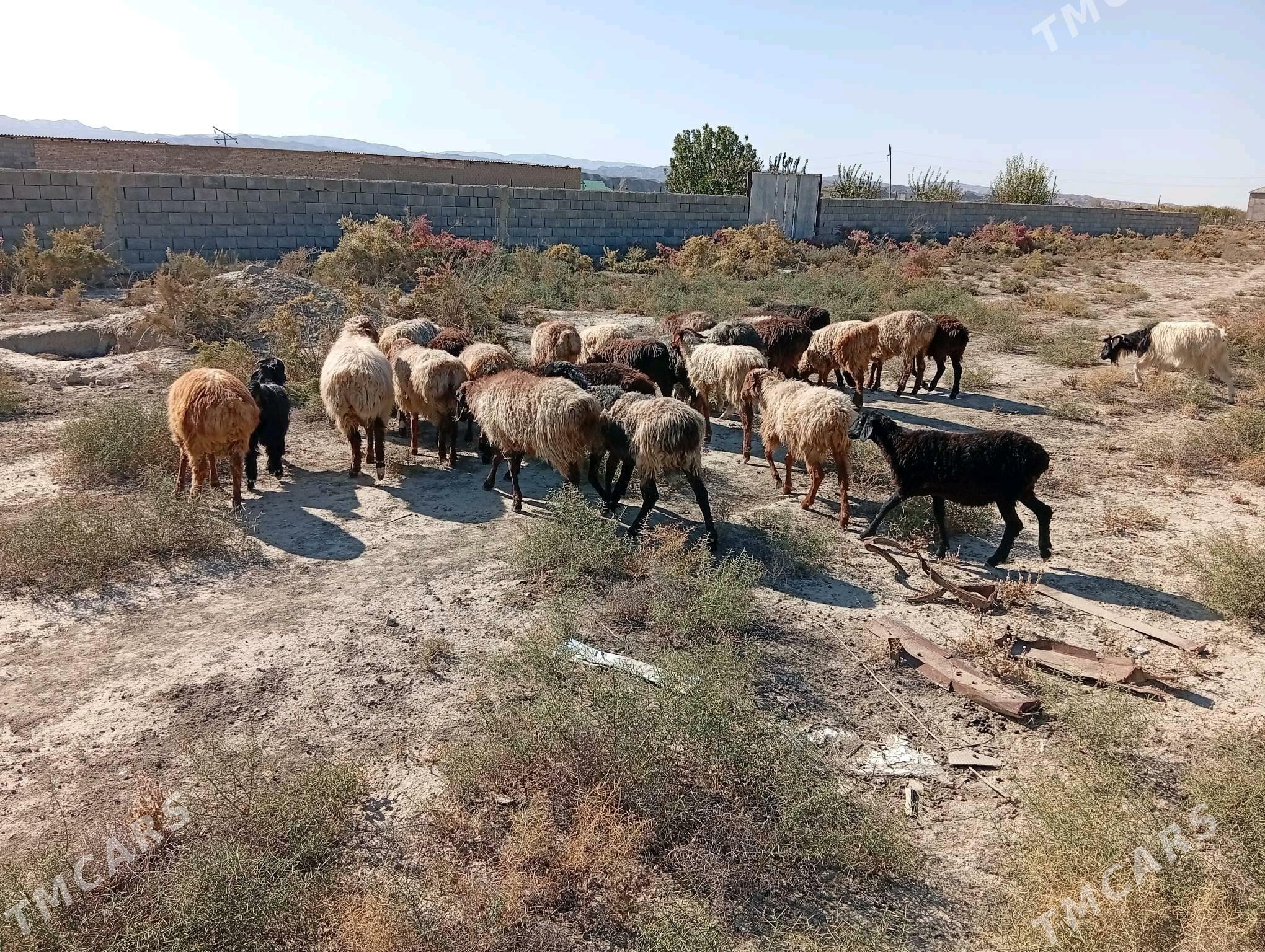 tokly - Махтумкули - img 1