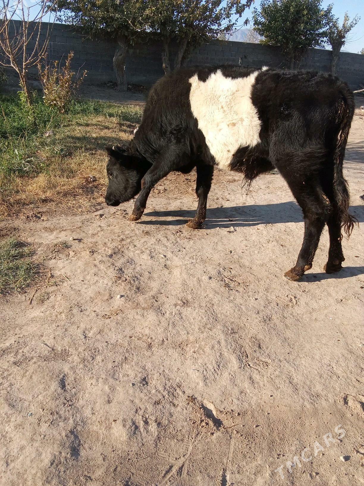 öküz - Büzmeýin - img 4