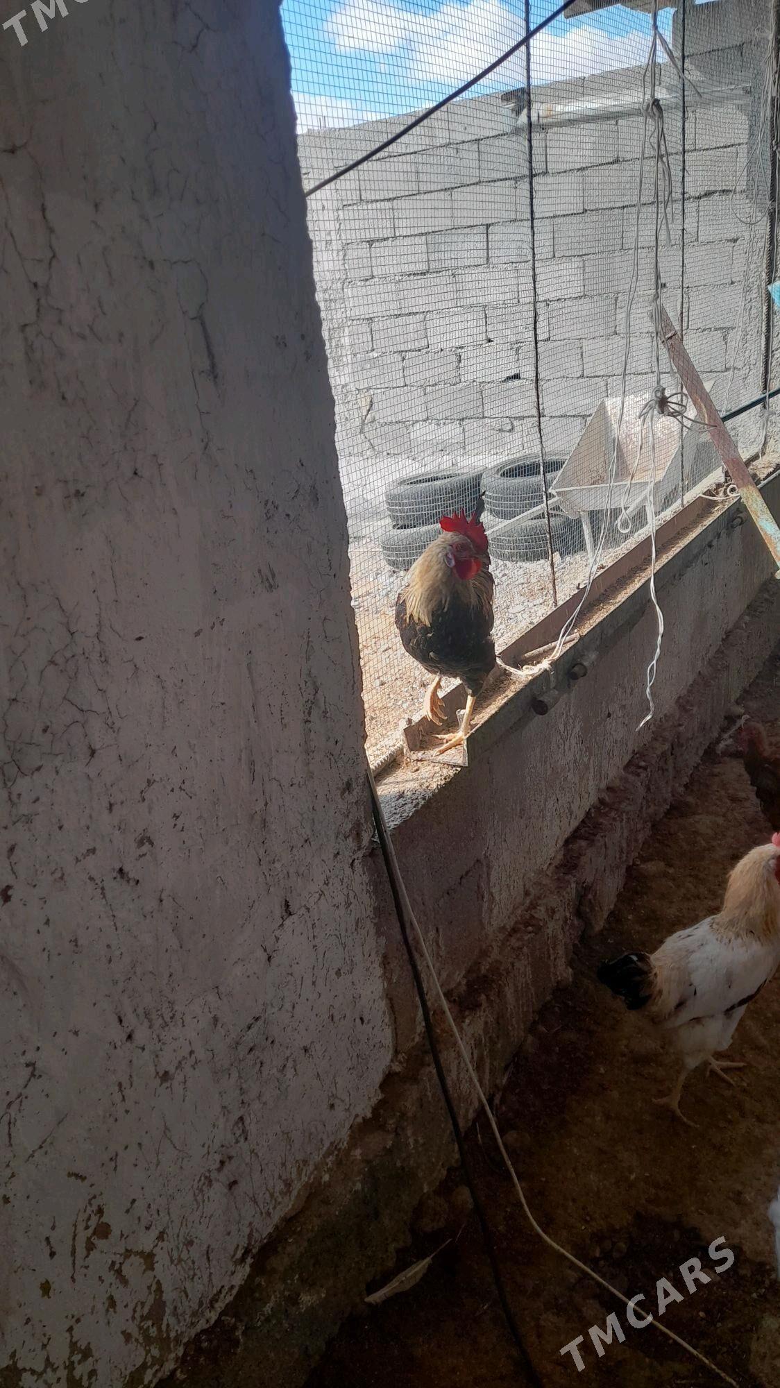 horoz 7 aylyk - Änew - img 2