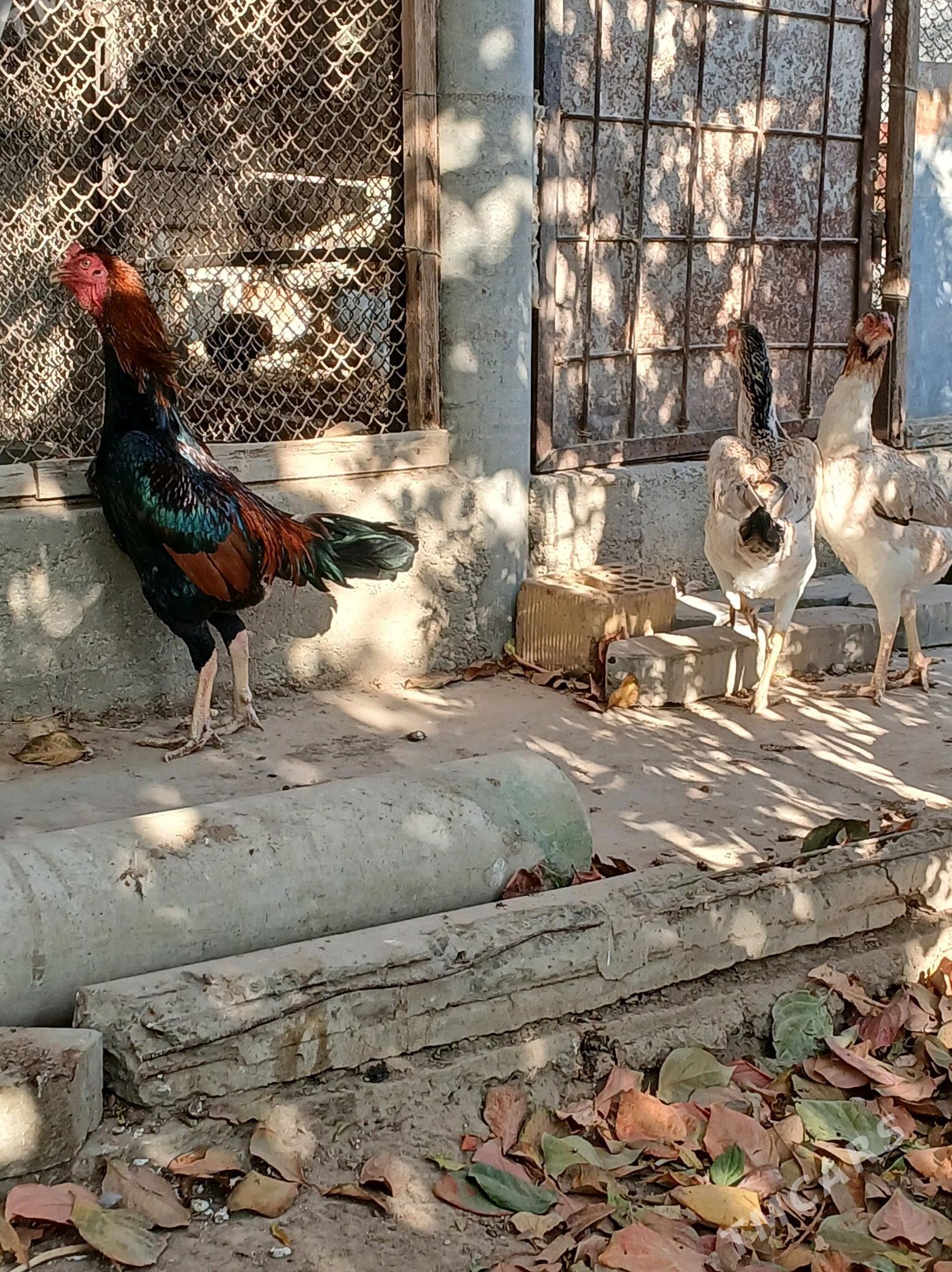 Taskent - Gypjak - img 3