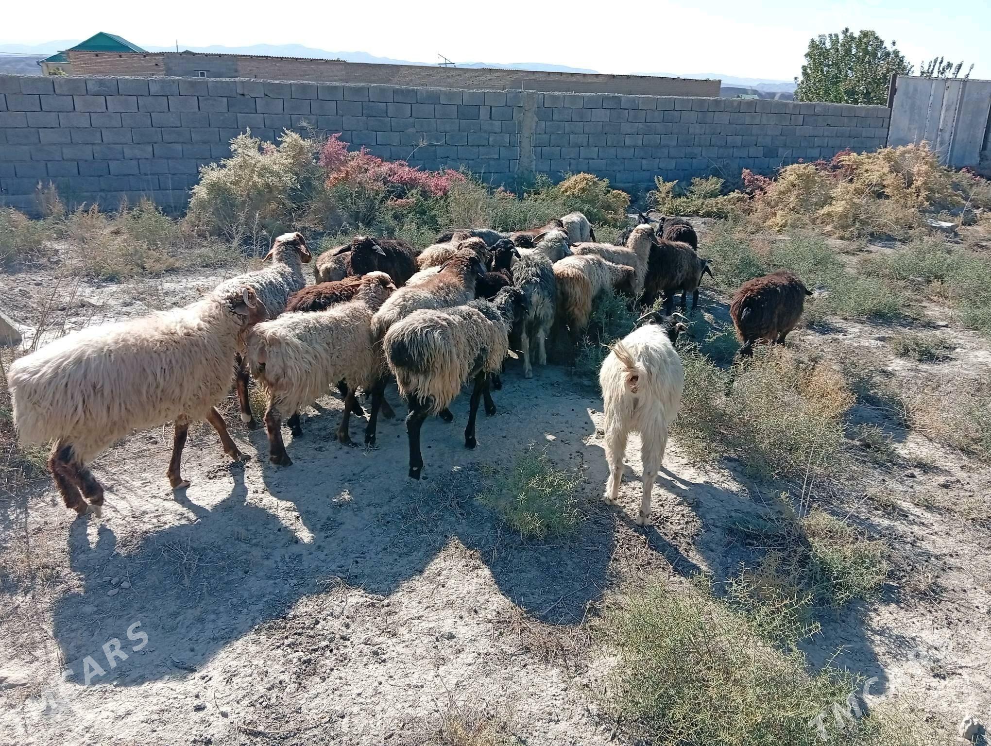 tokly - Махтумкули - img 2