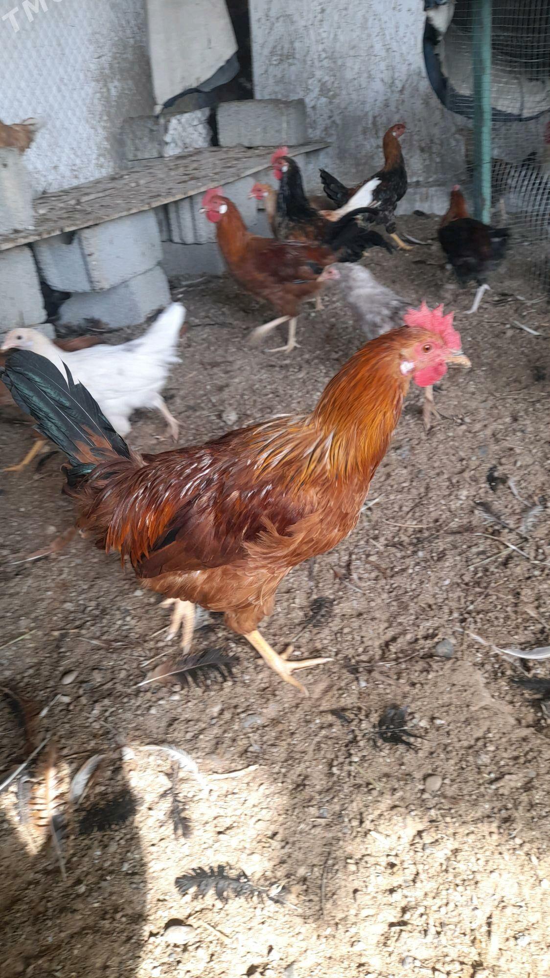 horoz 7 aylyk - Änew - img 4