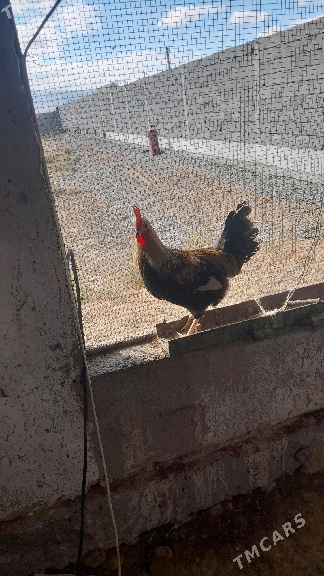 horoz 7 aylyk - Änew - img 1