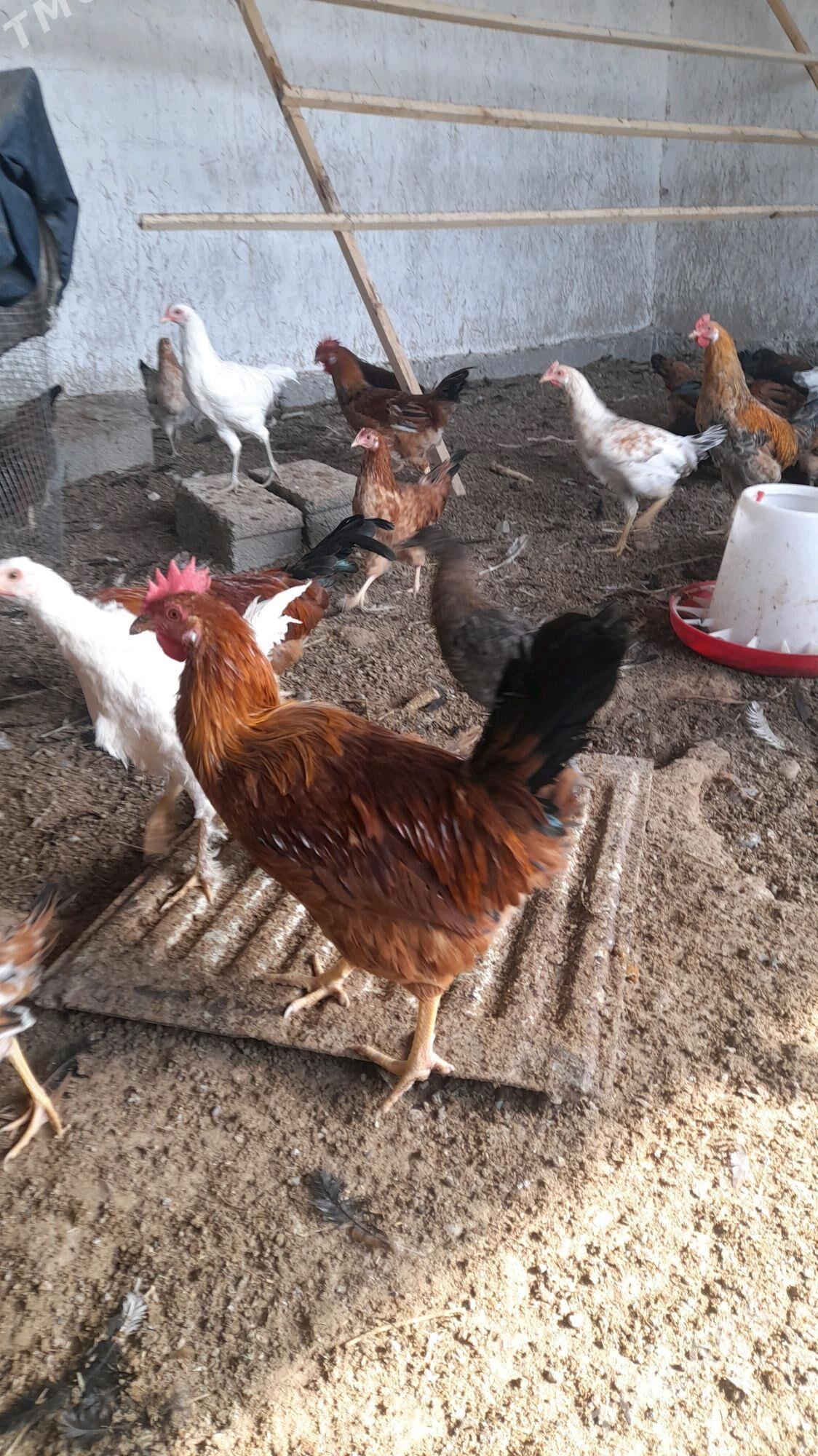 horoz 7 aylyk - Änew - img 3