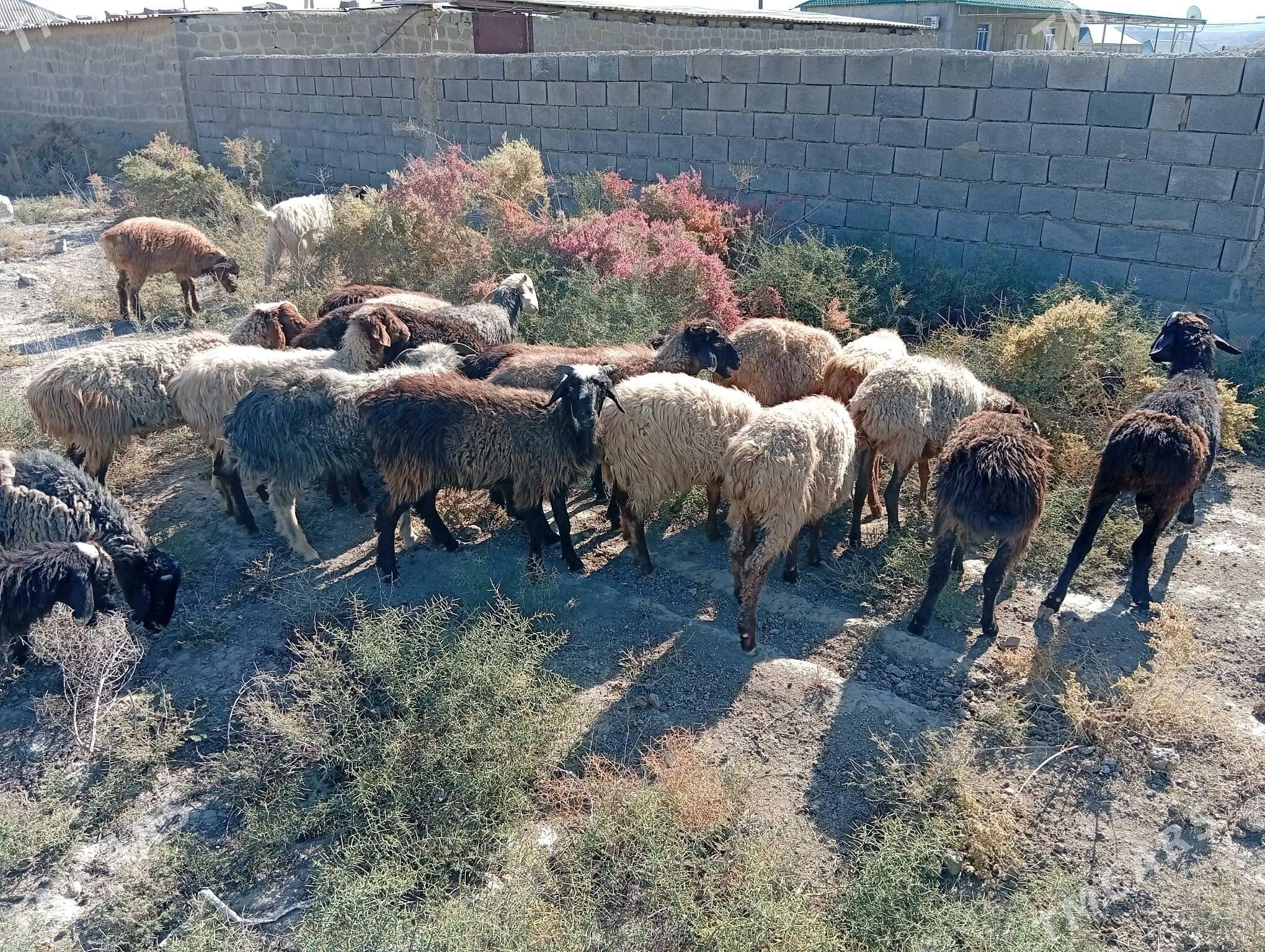 tokly - Махтумкули - img 3