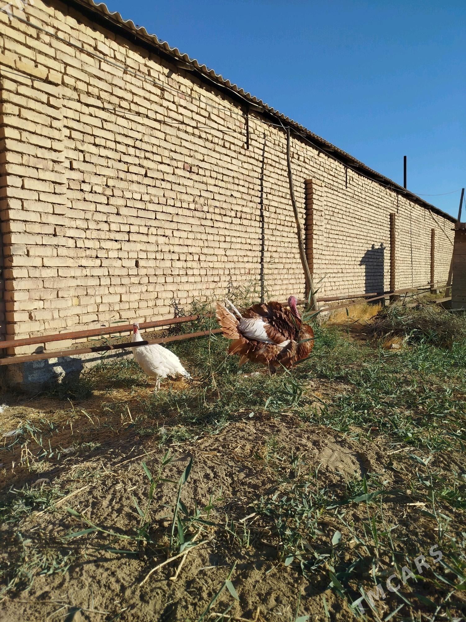 Induk owwan - Baýramaly - img 2