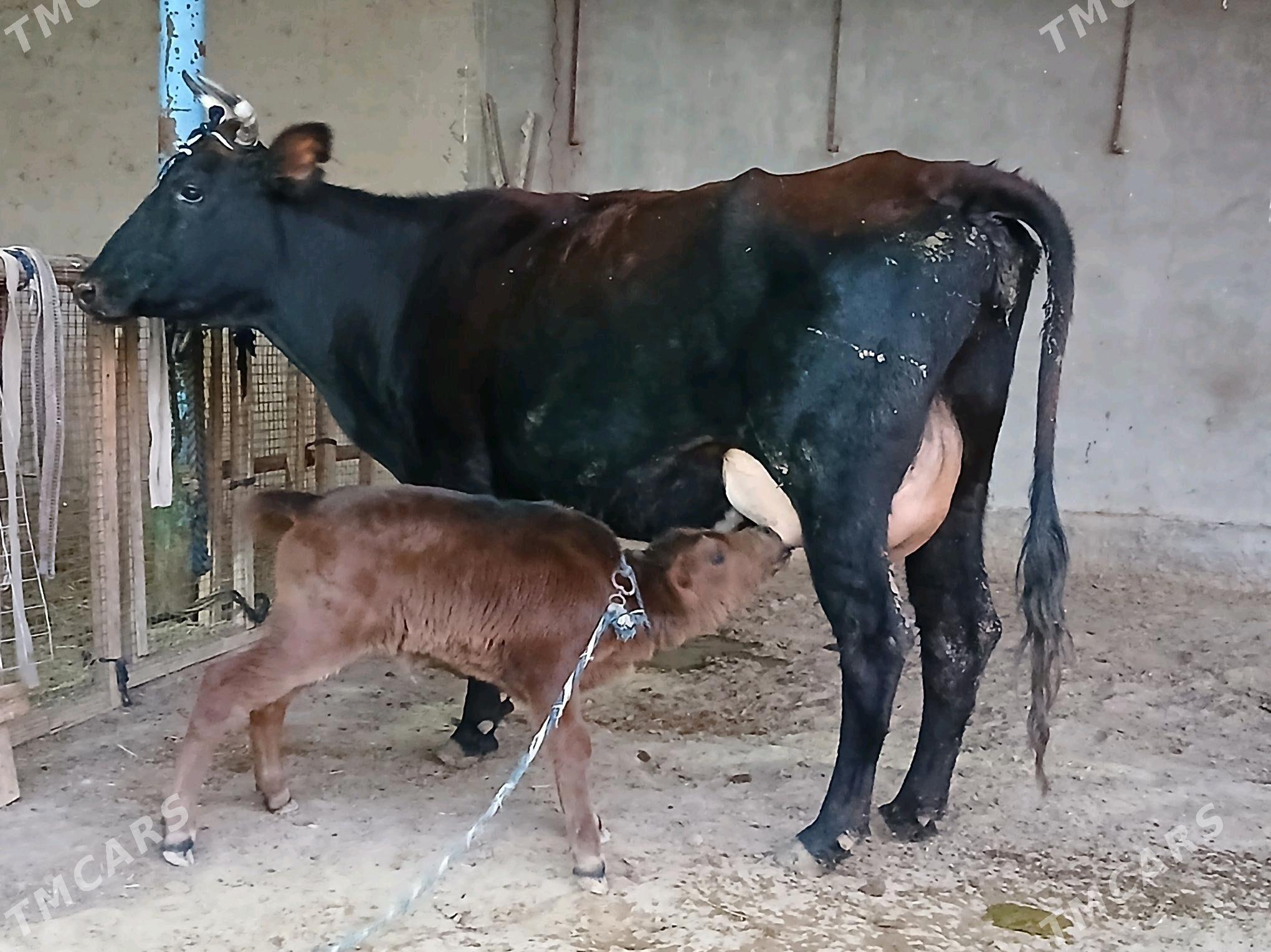 goleli - Векильбазар - img 7
