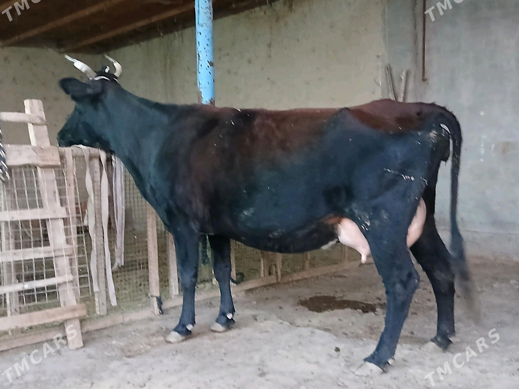 goleli - Векильбазар - img 5