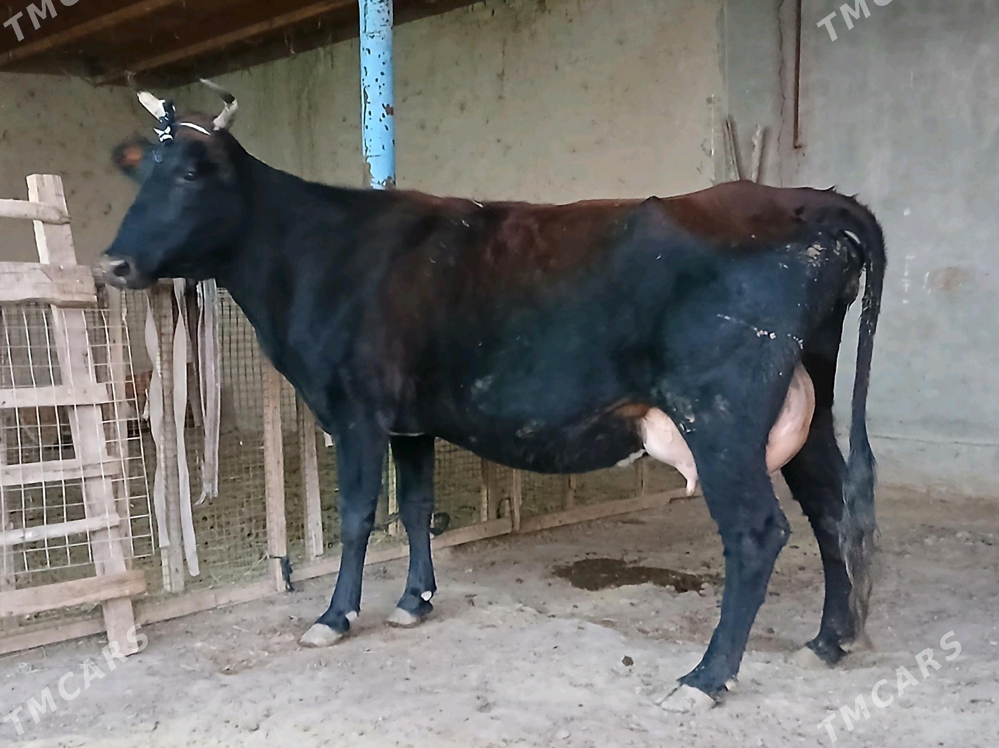 goleli - Векильбазар - img 3