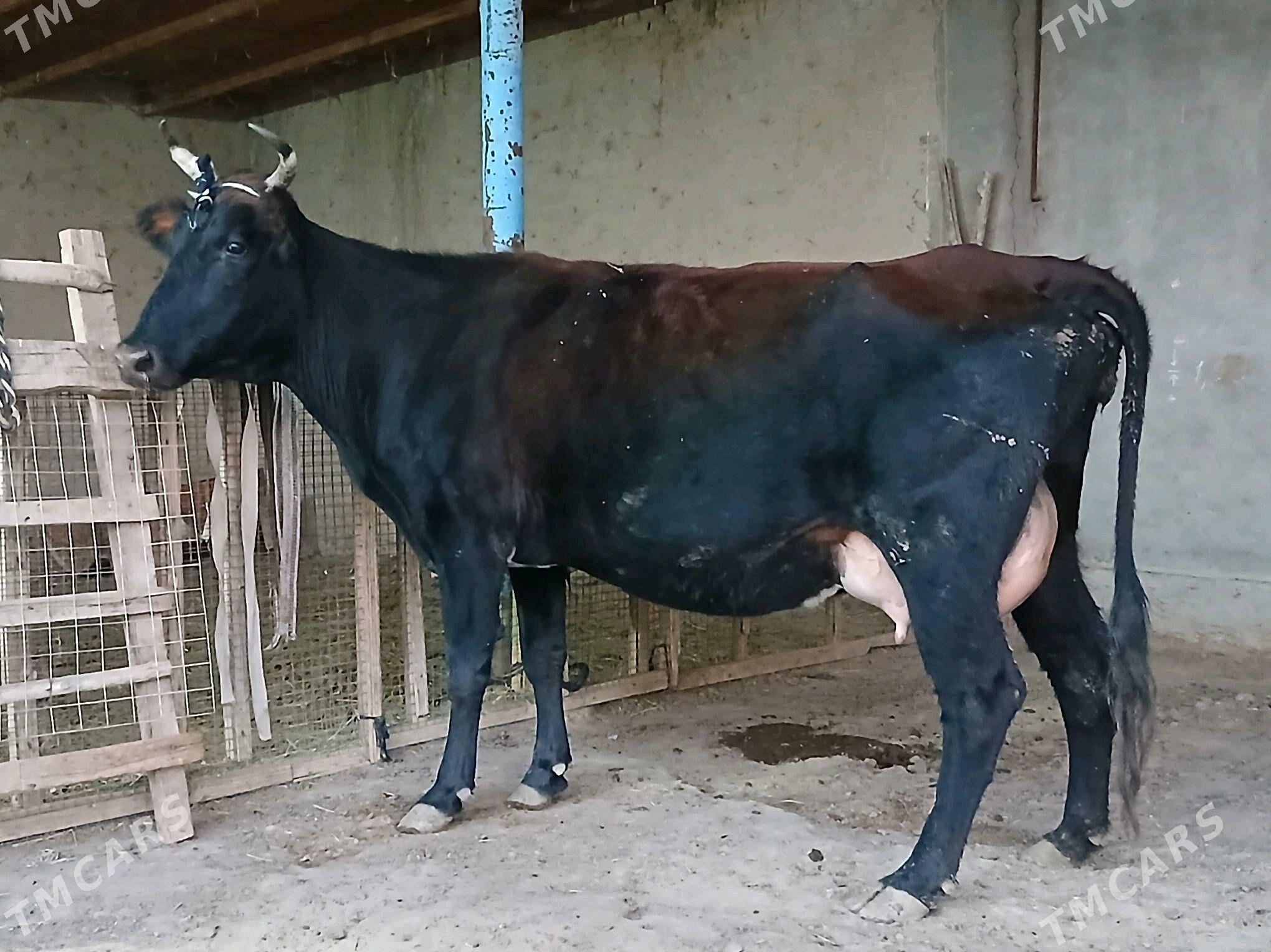 goleli - Векильбазар - img 1