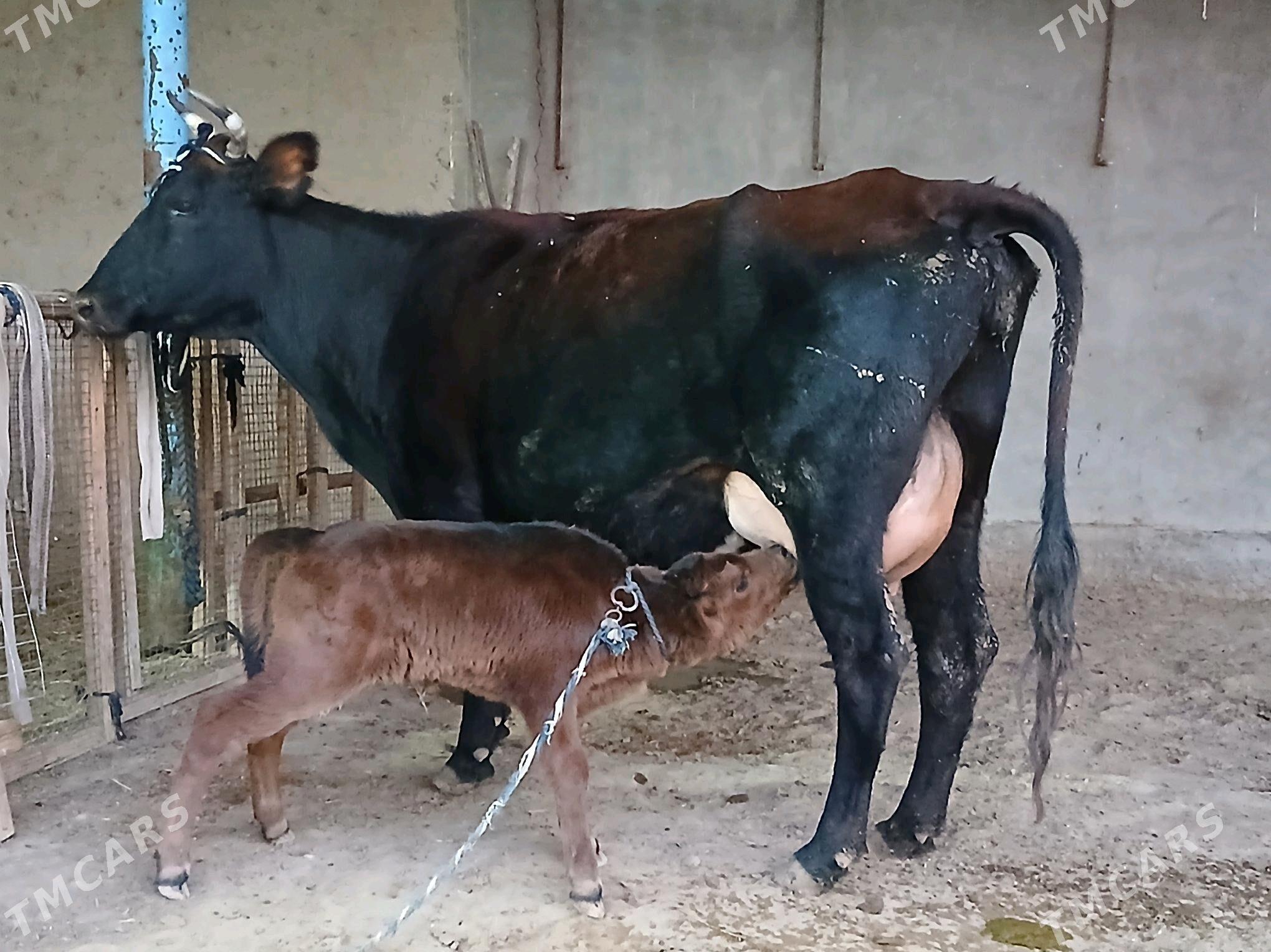 goleli - Векильбазар - img 6