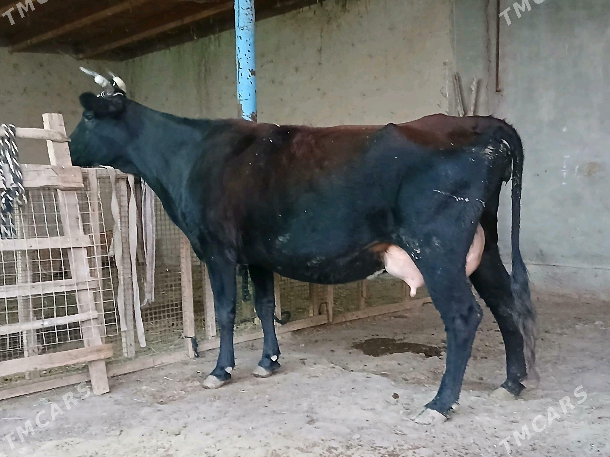 goleli - Векильбазар - img 9