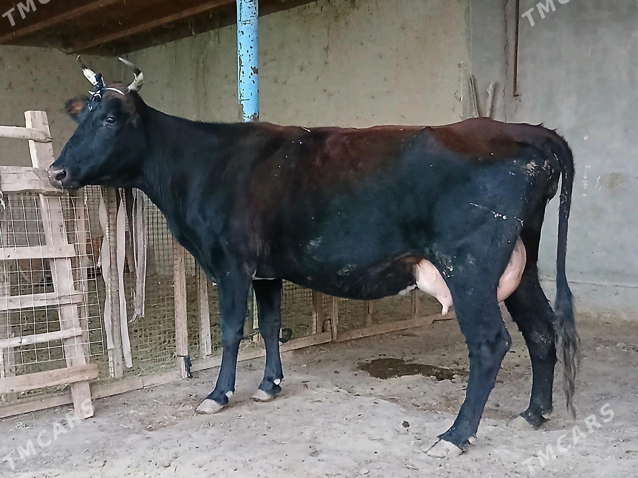 goleli - Векильбазар - img 2